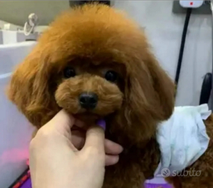 Michael Barboncino Tea Cup per monta