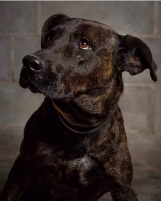 Fiandra, una perla tigrata che aspetta la sua casa