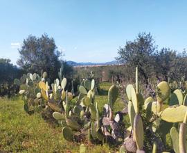 Terreno con oliveto pressi città