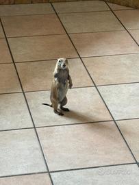 Cane della prateria