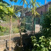 Yucca Vaso Singolo