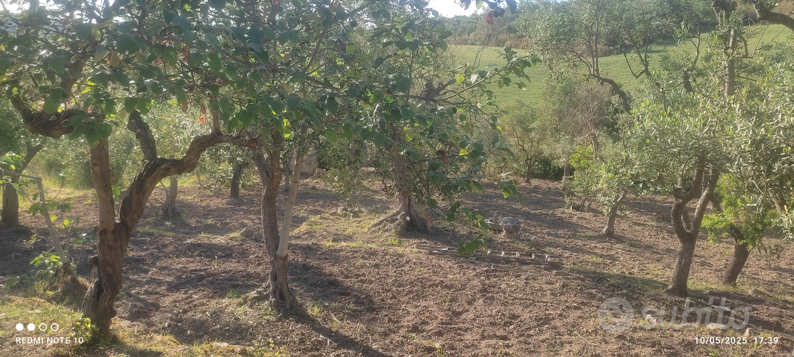 Oliveto e frutteto - Vista 2