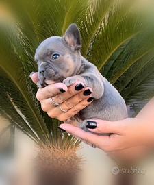 Bulldog francese