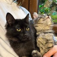 Gatto norvegese delle foreste