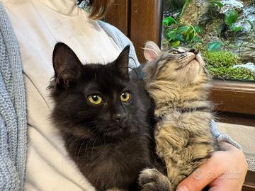 Gatto norvegese delle foreste