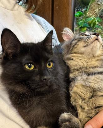 Gatto norvegese delle foreste