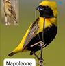 uccelli-tessitore-napoleone