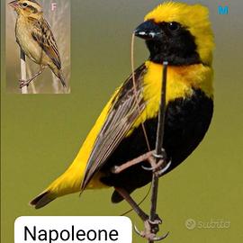 Uccelli tessitore napoleone