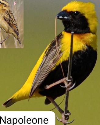 Uccelli tessitore napoleone