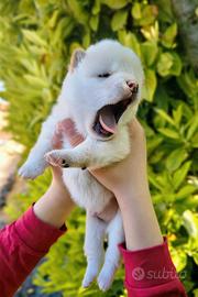 Straordinario cucciolo Shiba
