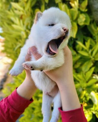 Straordinario cucciolo Shiba