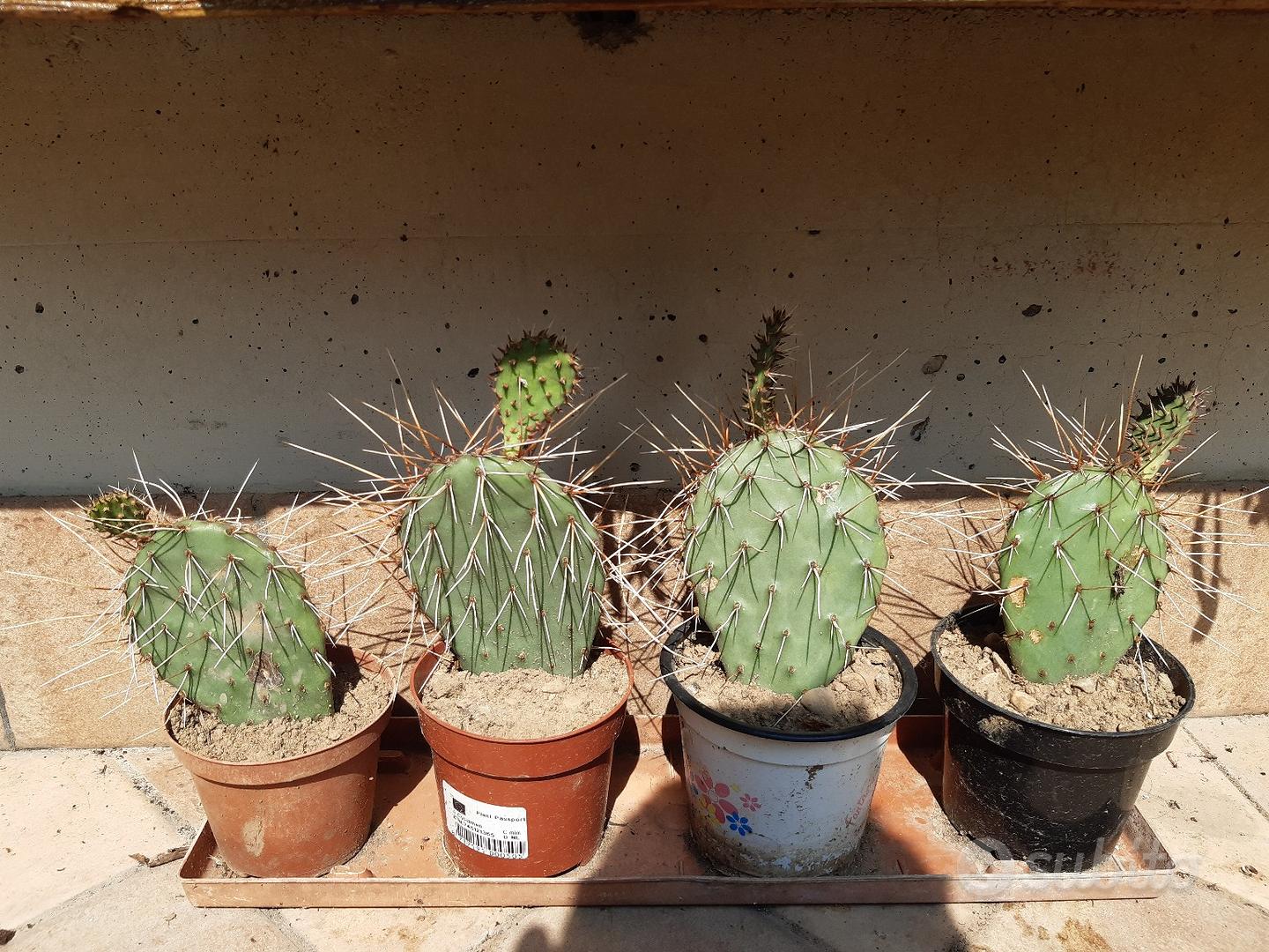 Piante grasse vere - Giardino e Fai da te In vendita a Bergamo