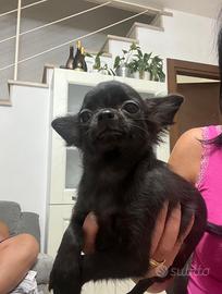 Disponibili cuccioli di chihuahua