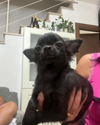 Disponibili cuccioli di chihuahua