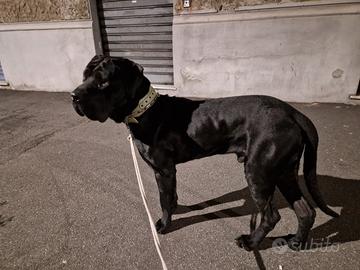 Info vendita cane
