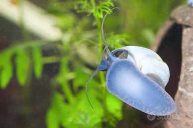 Ampullarie e altre lumache acquario