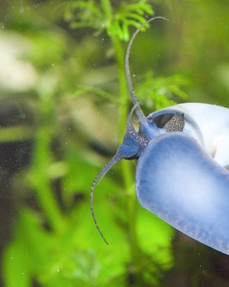 Ampullarie e altre lumache acquario