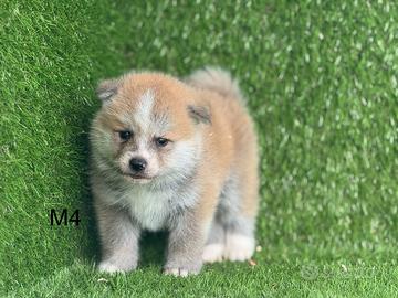 Akita inu con pedigree enci