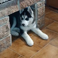 Husky siberian