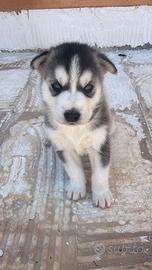 Cuccioli Husky siberiano