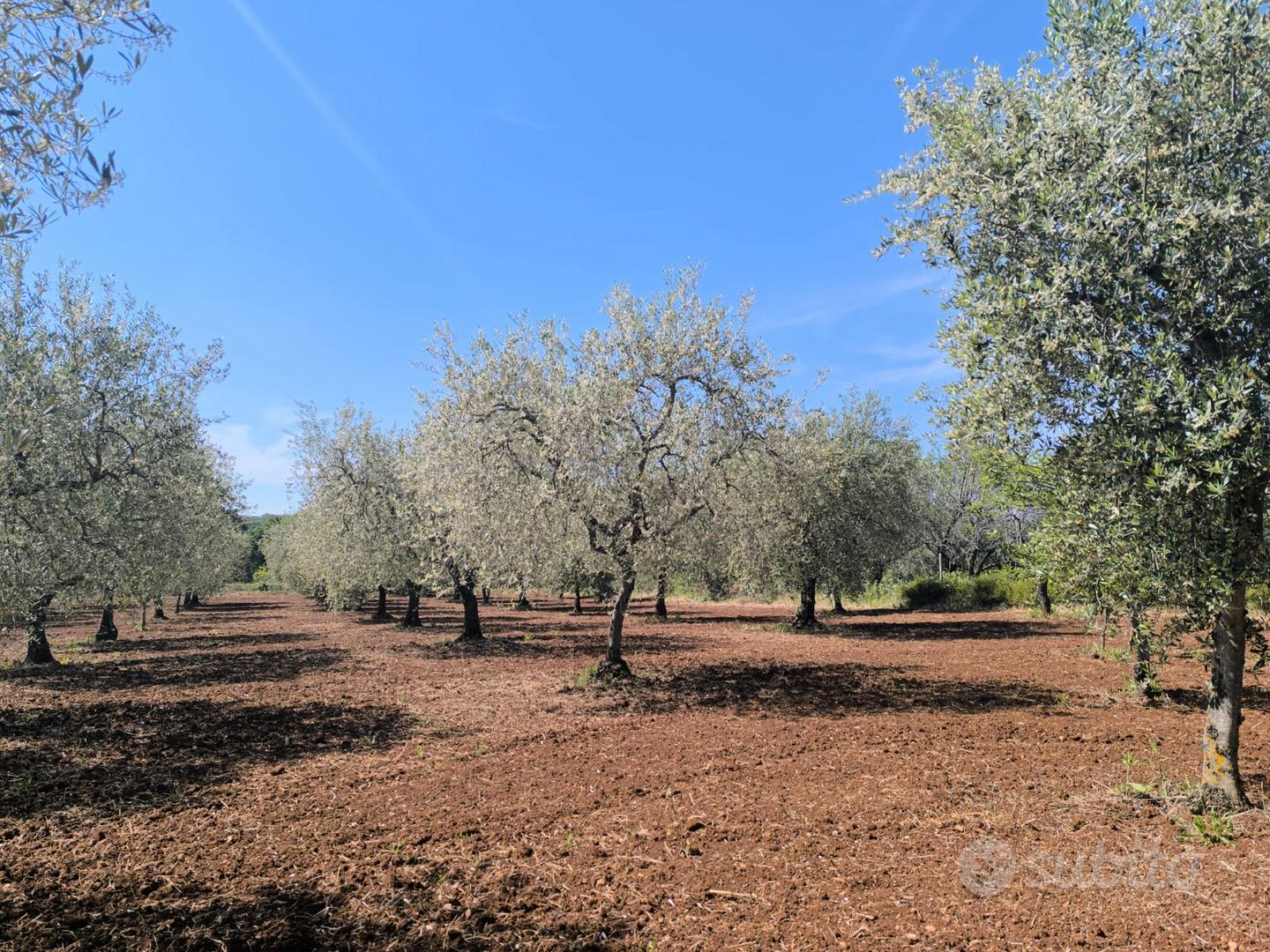 Terreno a San Nicandro Garganico - Vista 2
