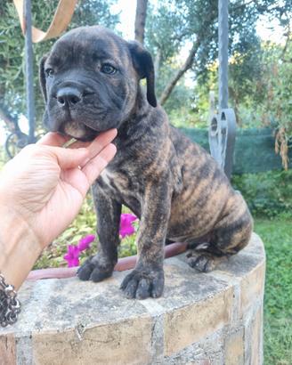 Cane corso