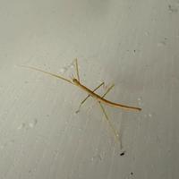 Vietnamita insetto stecco