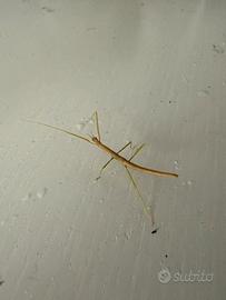 Vietnamita insetto stecco