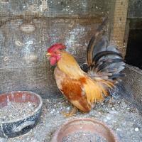 Gallo americano piccolo