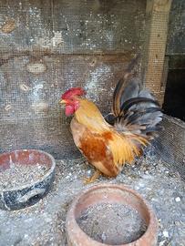 Gallo americano piccolo