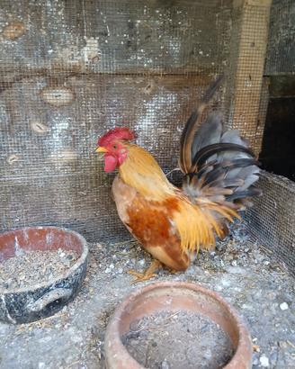 Gallo americano piccolo