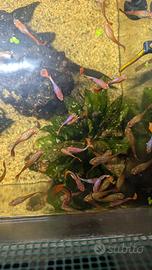 Guppy