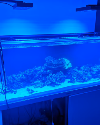 Acquario marino