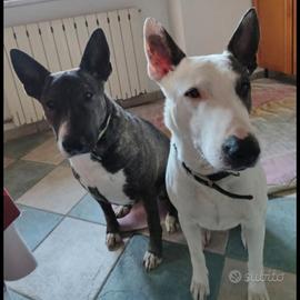 Meticci bull terrier