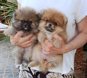 Volpino di Pomerania