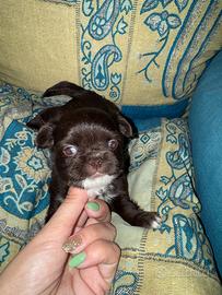 Chihuahua