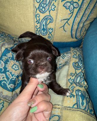 Chihuahua