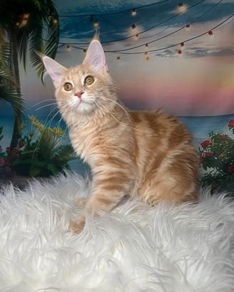 Maine Coon