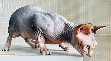 Sphinx per accoppiamento 