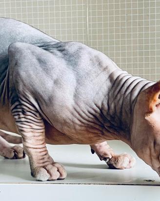 Sphinx per accoppiamento 