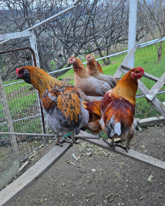 Pulcini Auracana