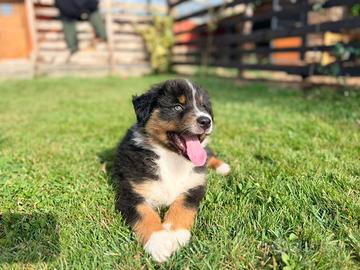 Cuccioli di Australian Shepherd/ Pastore Australia