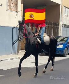 Purosangue inglese castrone