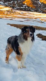 Pastore australiano per monte