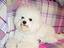 Immagine 6
