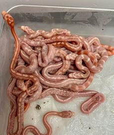 Serpenti del grano