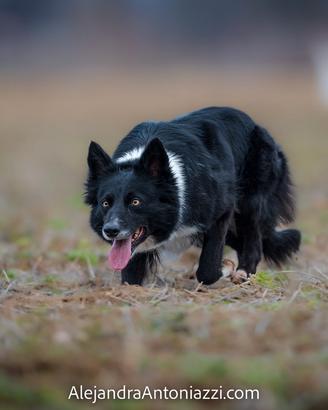 Border collie femmina