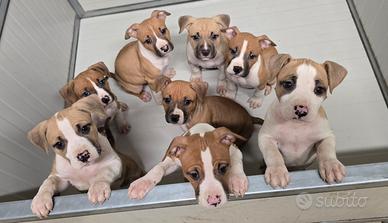 Amstaff
