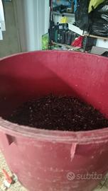 cisterna per vino