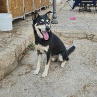 Cucciolone di Husky non originale